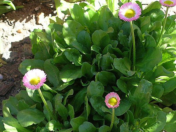 راهنمای نگهداری و پرورش گل و گیاهان زینتی - مینای چمنی